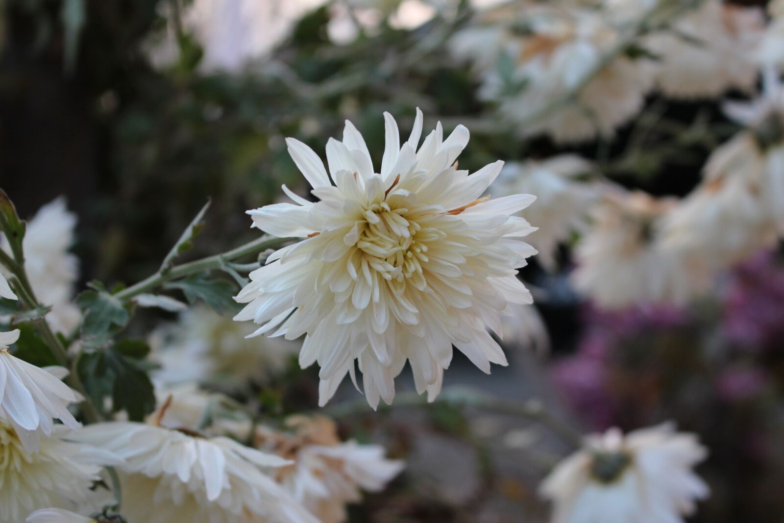 Canon EOS 700D (EOS Rebel T5i / EOS Kiss X7i) sample photo. White, nature, pure photography