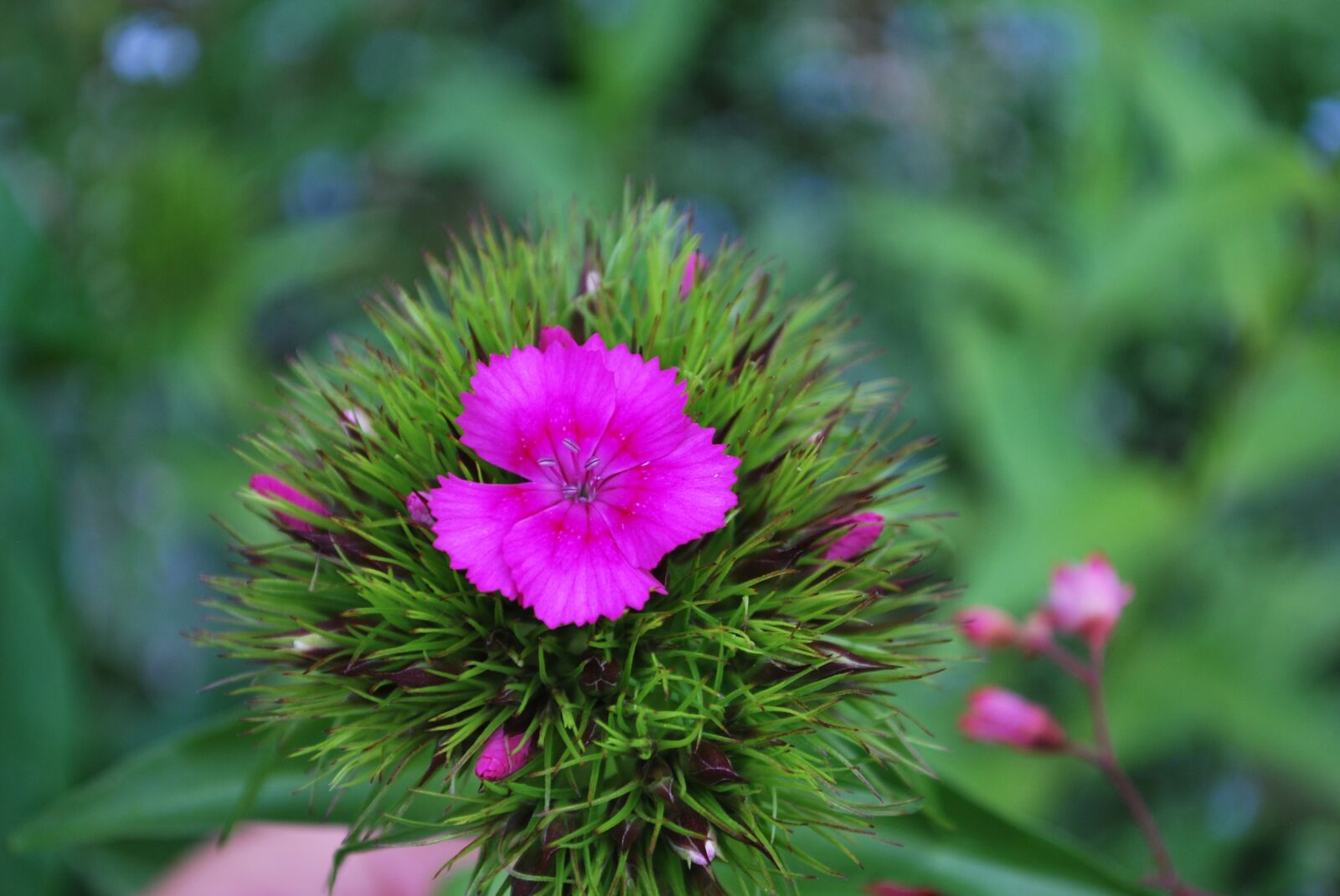 Nikon D60 sample photo. Flower, summer photography