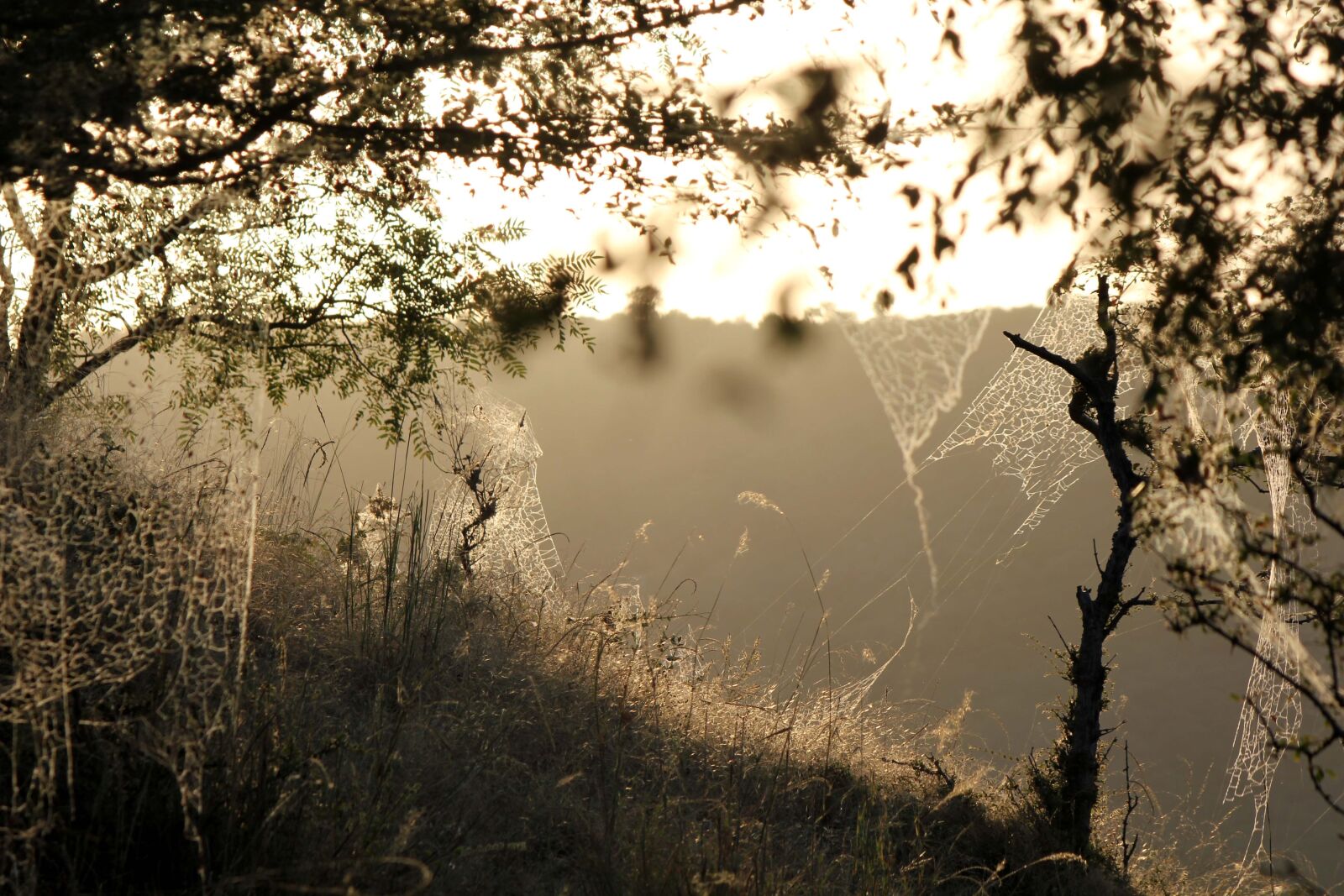 Canon EOS 550D (EOS Rebel T2i / EOS Kiss X4) sample photo. Landscape, sunlight, trap photography