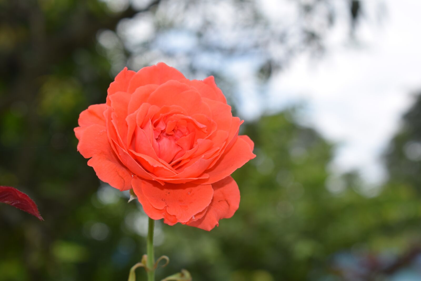 Nikon D3300 sample photo. Rose, flower, nature photography