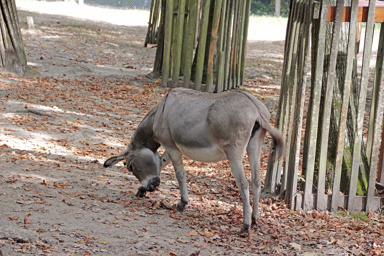 Canon EOS 700D (EOS Rebel T5i / EOS Kiss X7i) sample photo. Donkey, animal, nature photography