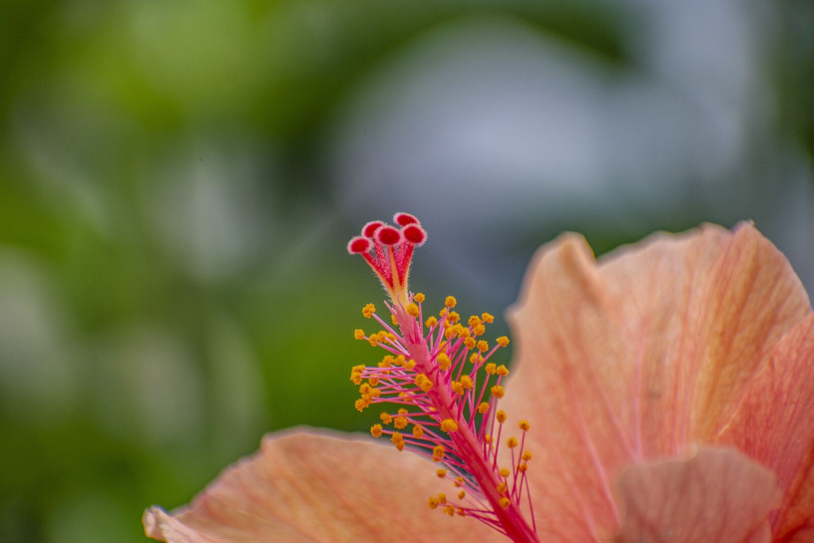 Nikon D600 sample photo. Flower, nature, plant photography