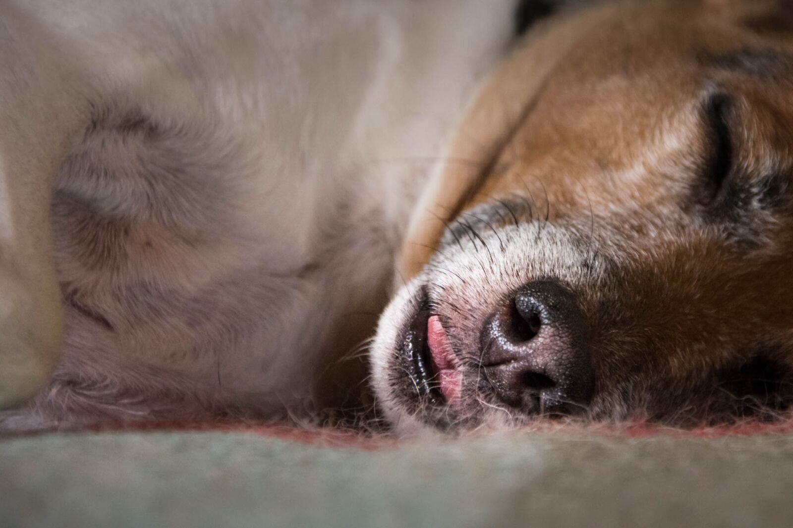 Nikon D7200 sample photo. Dog, sleep, language photography