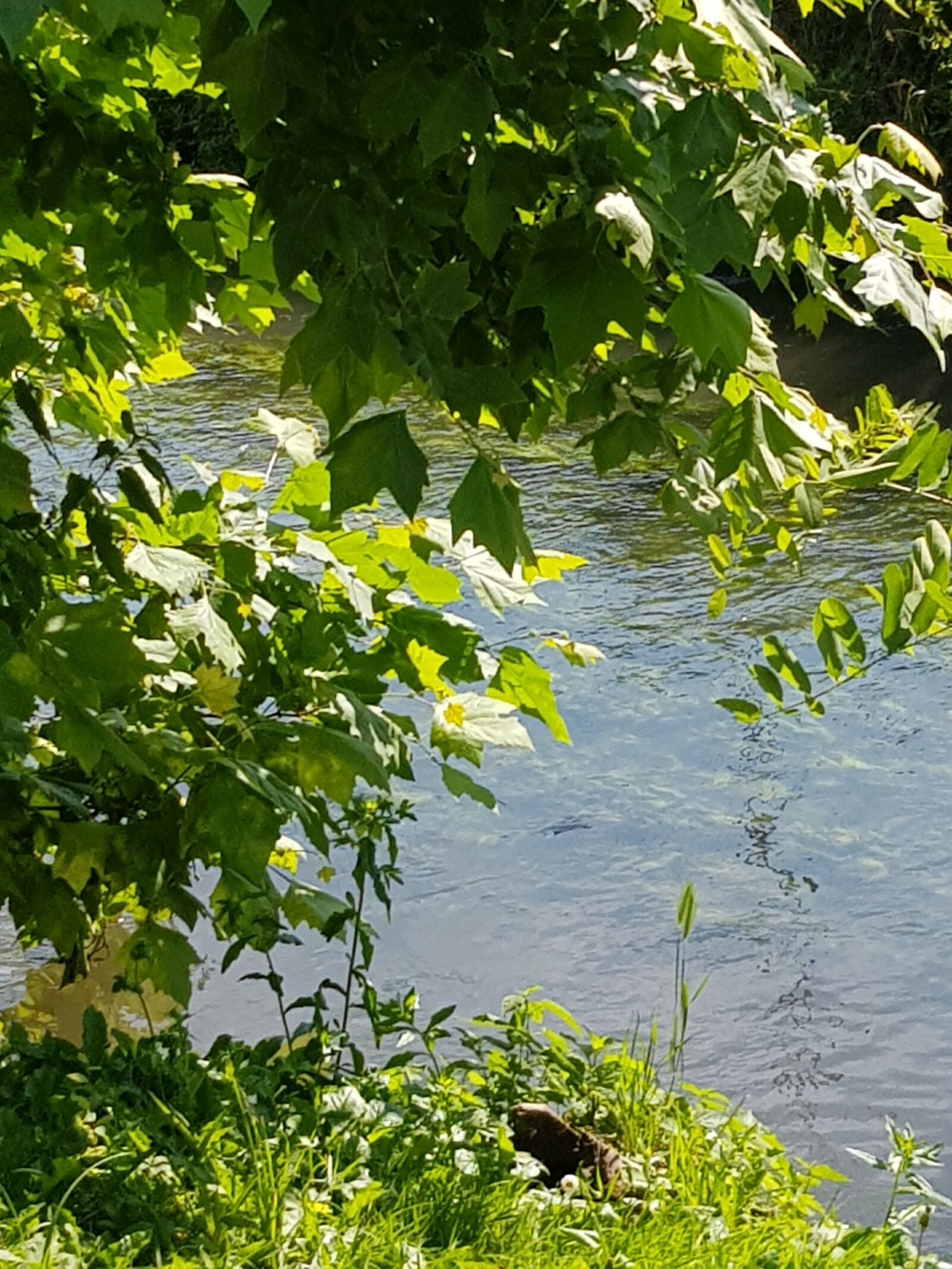 Samsung Galaxy S8 sample photo. Path, river, sky photography