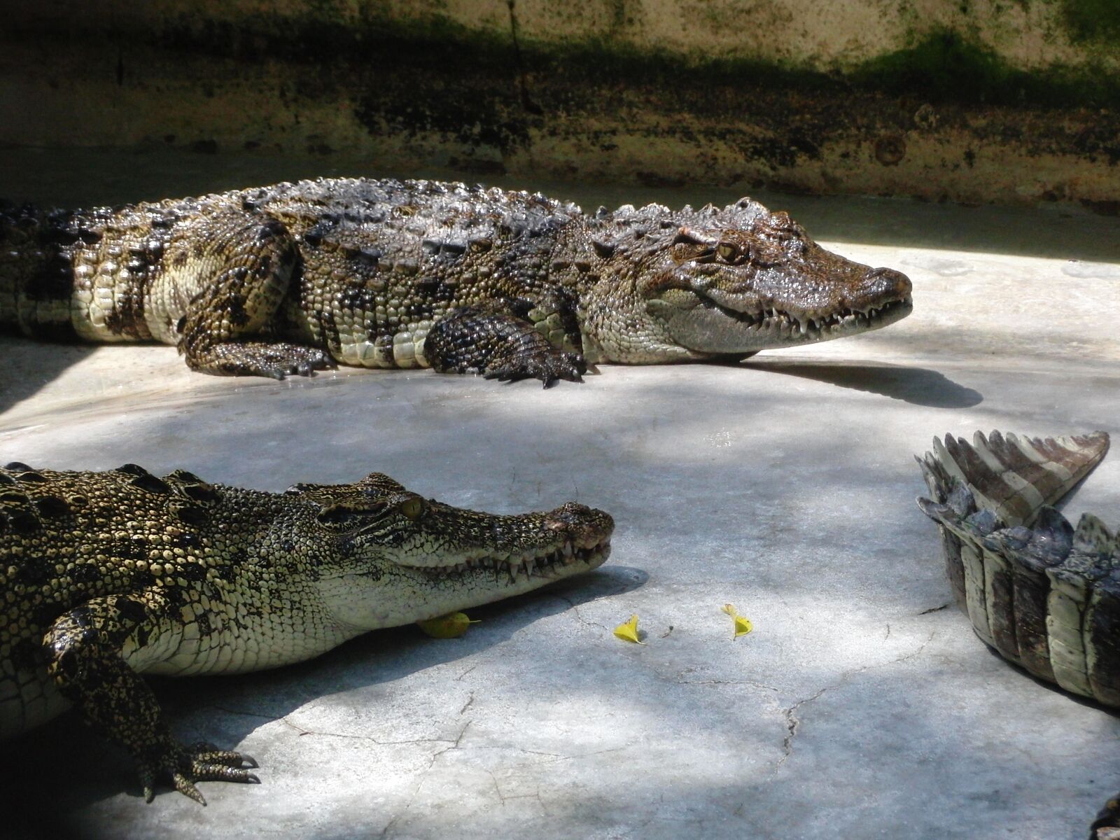 CASIO EX-FC100 sample photo. Crocodiles, reptiles, lies photography
