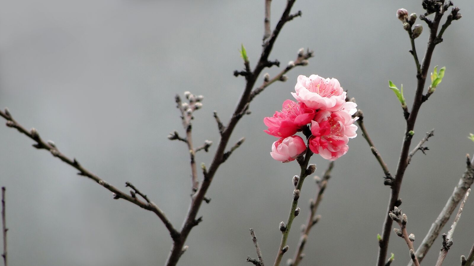 Sony Cyber-shot DSC-HX1 sample photo. Flower, peach blossom, spring photography