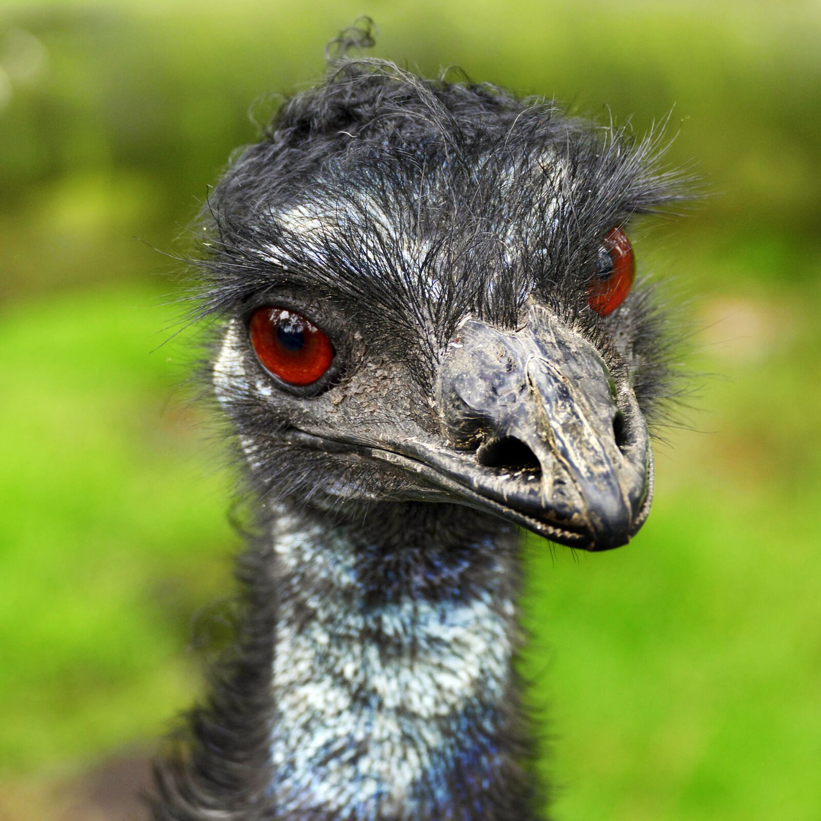 Panasonic Lumix DMC-FZ1000 sample photo. Rhea bird, flightless bird photography