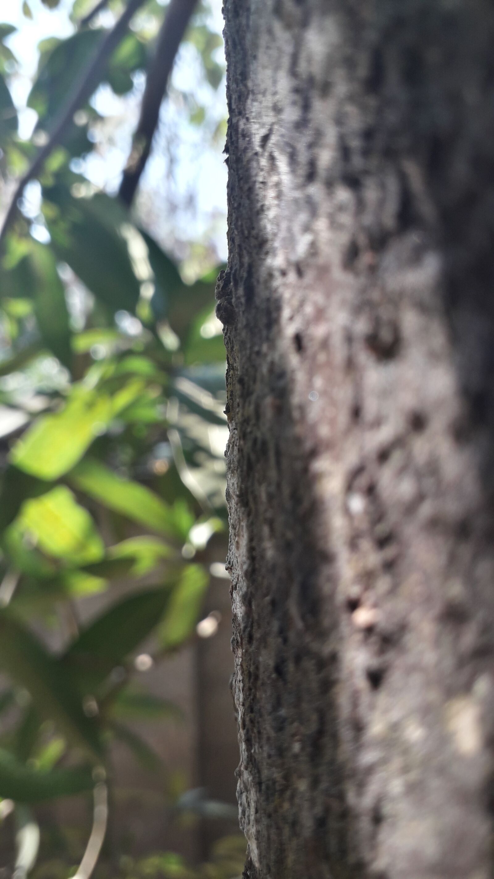 Samsung Galaxy J4 sample photo. Nature, tree, mango tree photography