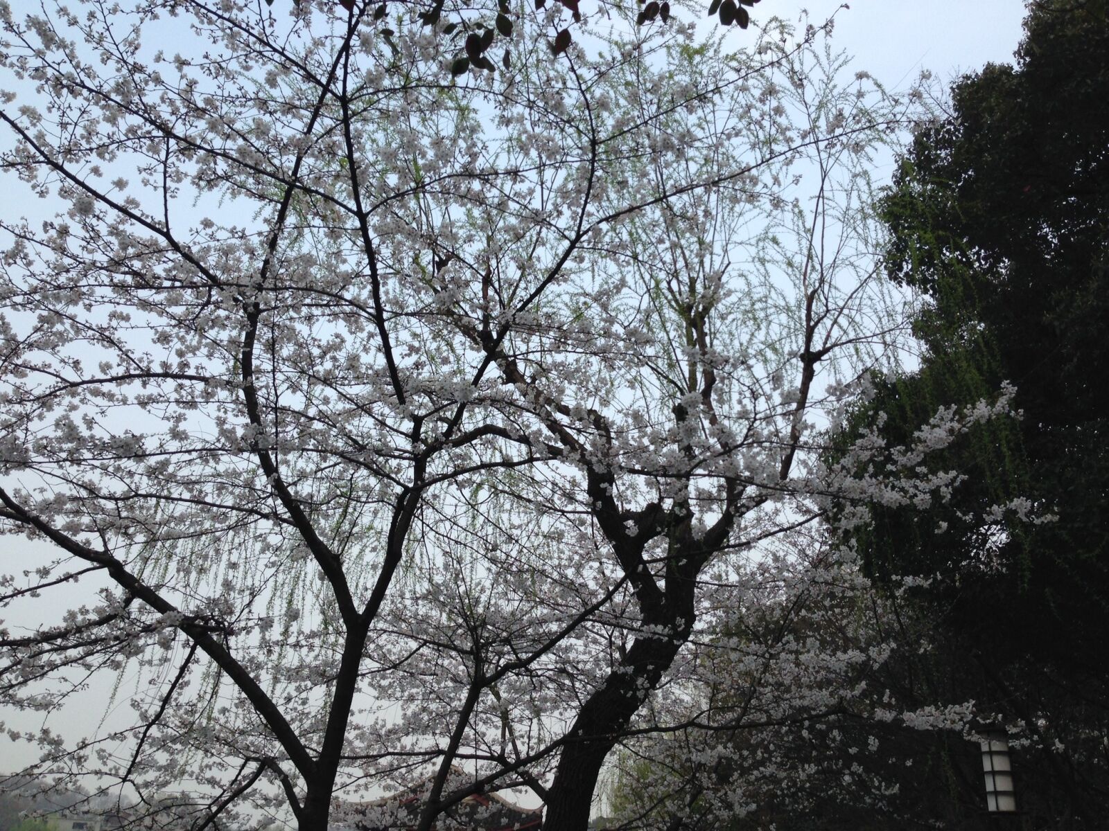 iPhone 5c back camera 4.12mm f/2.4 sample photo. Beautiful, flowers photography