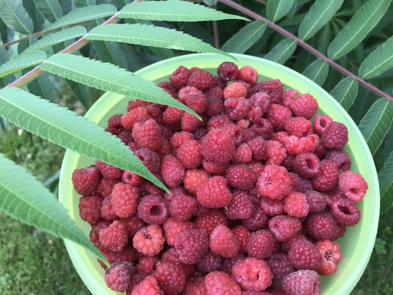 iPhone 7 back camera 3.99mm f/1.8 sample photo. Garden, fruit, summer photography