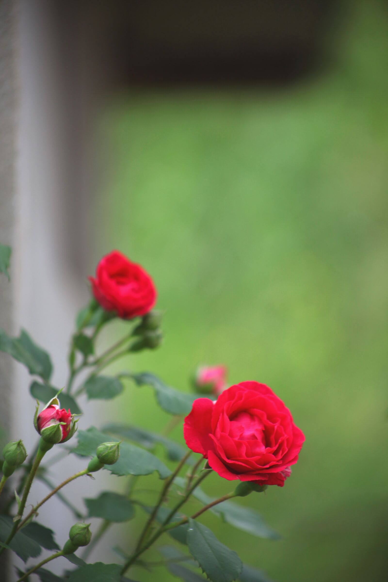 Canon EOS 5D Mark II sample photo. Flowers, nature, plants photography