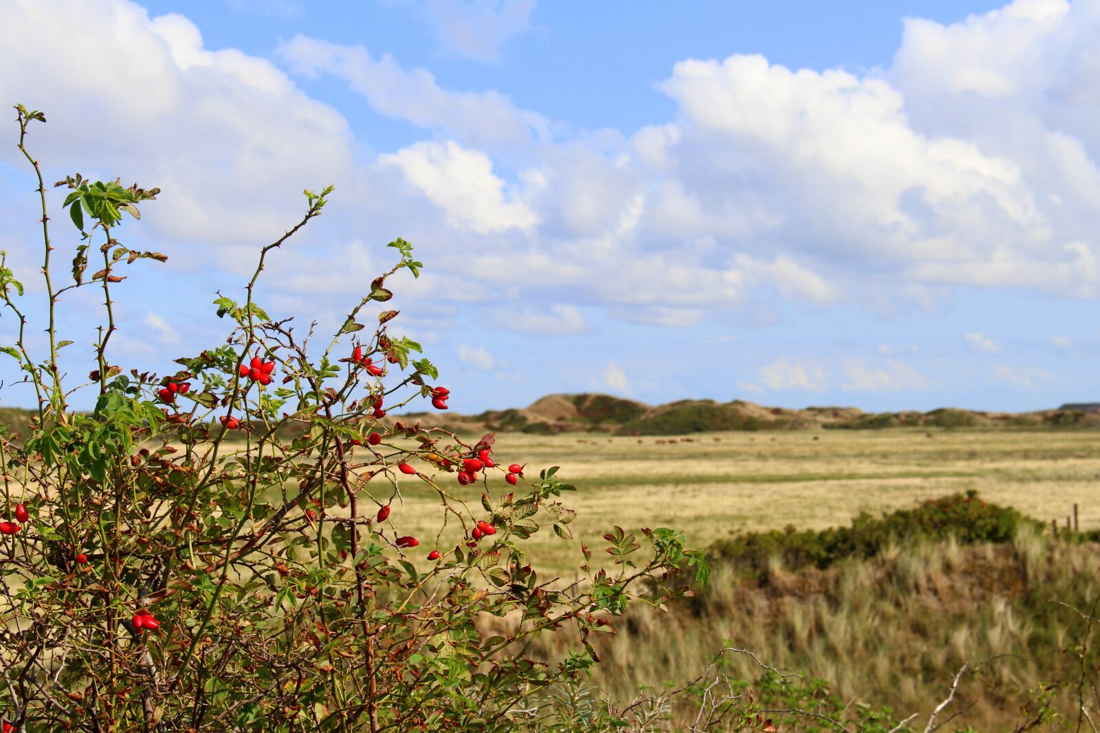 Canon EOS 700D (EOS Rebel T5i / EOS Kiss X7i) sample photo. Langeoog, landscape, sky photography