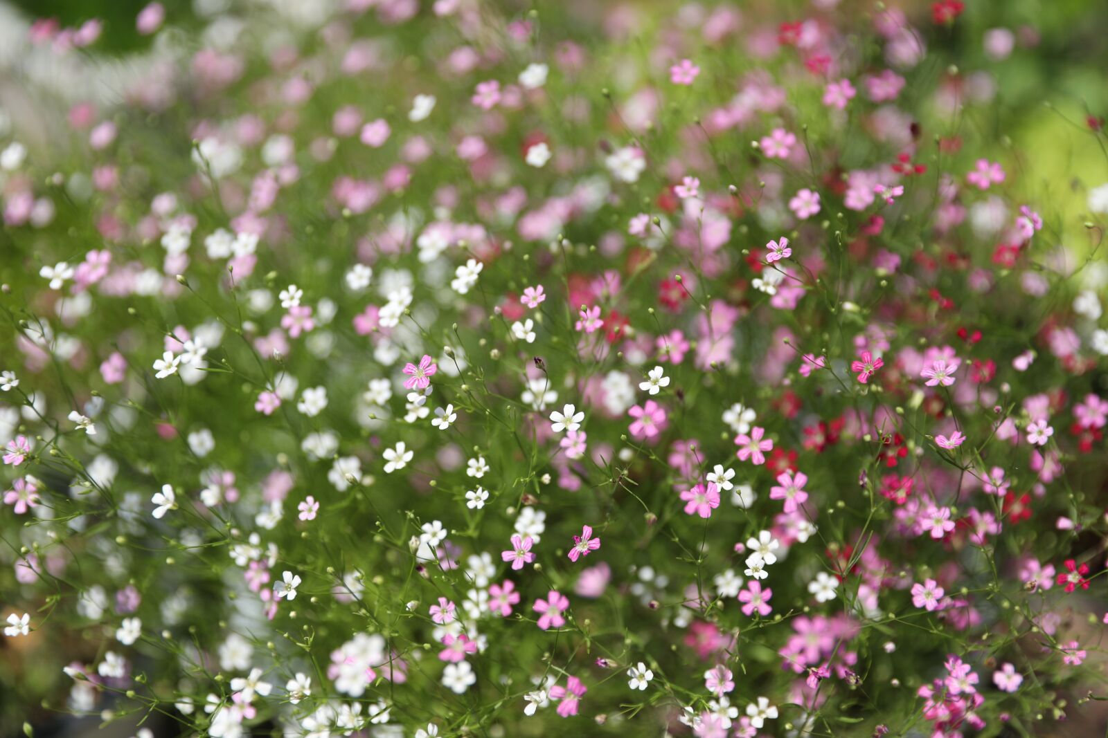 Canon EOS 5D Mark IV sample photo. Chickweed, hem certification, cuteness photography