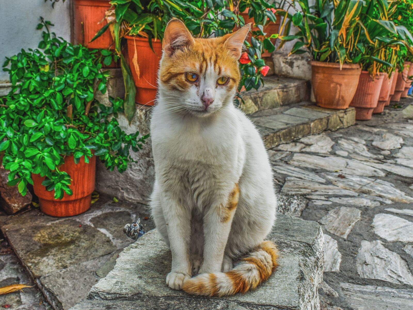 Nikon D3300 sample photo. Cat, stray, animal photography