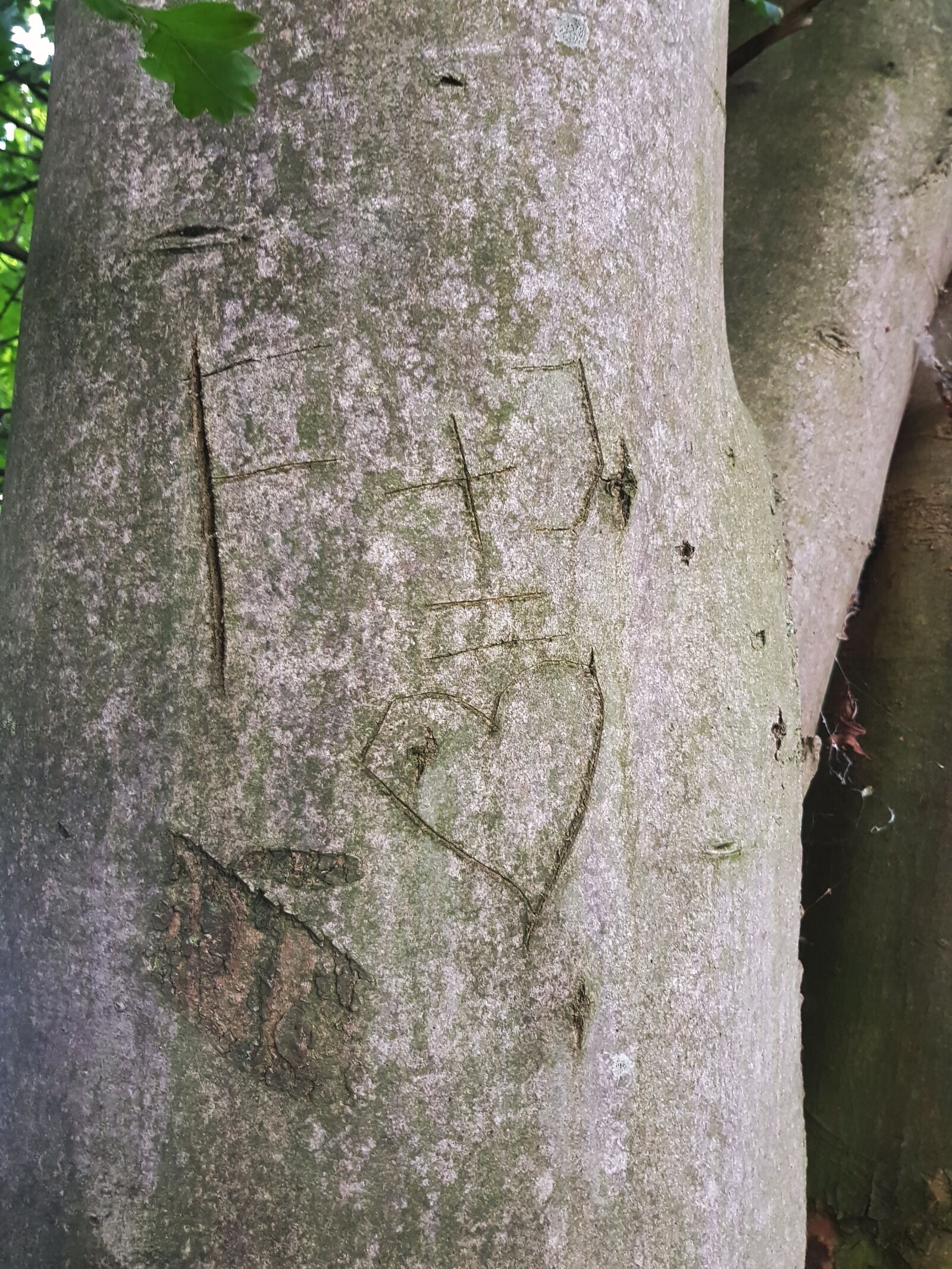 Samsung Galaxy S8 sample photo. Tree, bark, carving photography