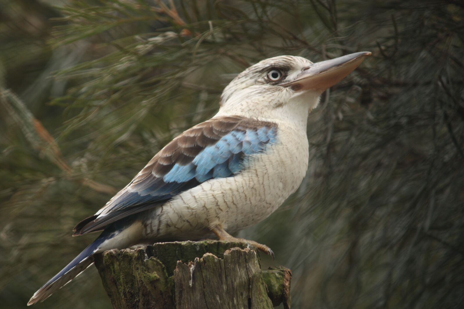 Canon EOS 450D (EOS Rebel XSi / EOS Kiss X2) sample photo. Kookaburra, bird, australia photography