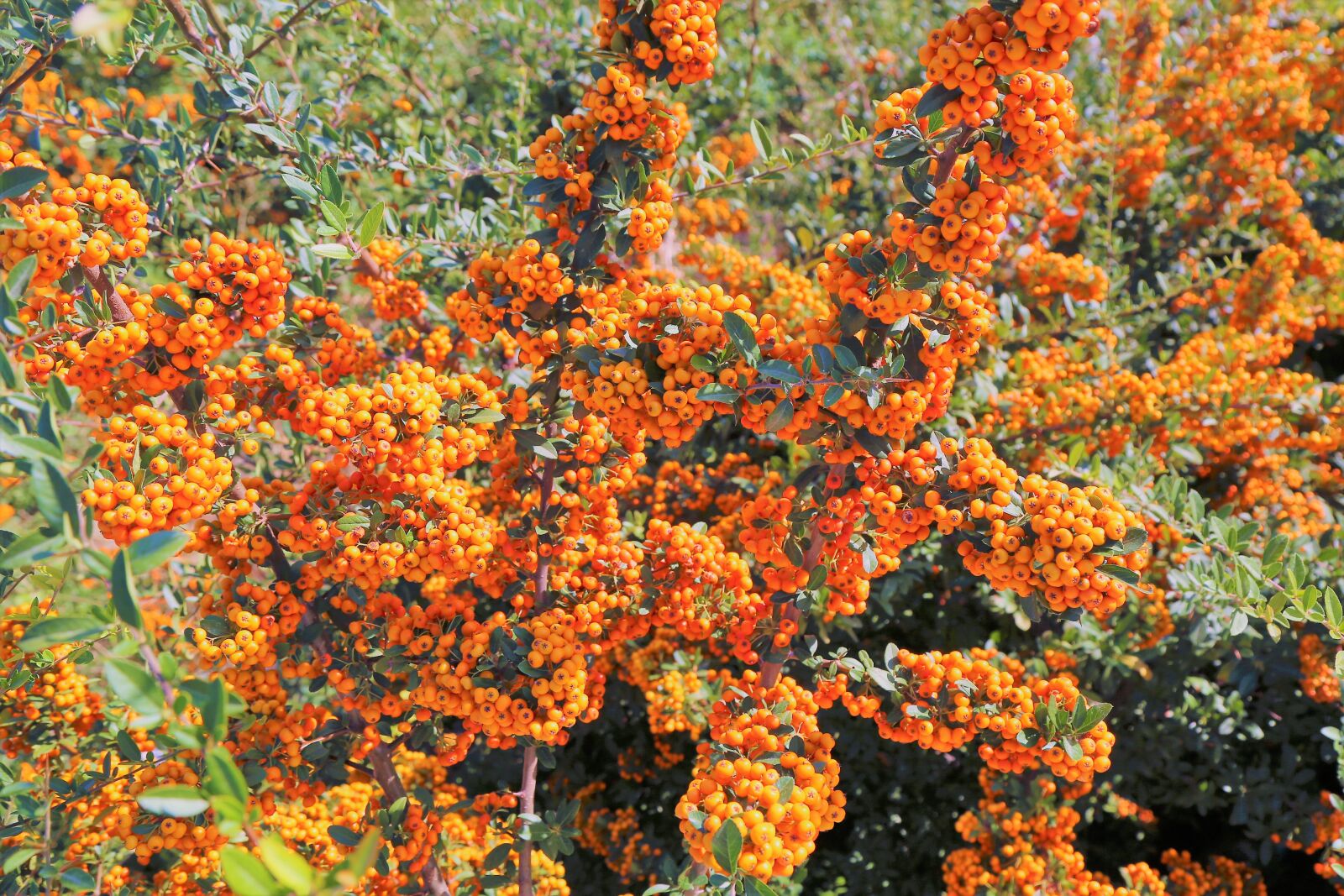 Canon EOS 5D Mark III sample photo. Autumn, fruit, plant photography