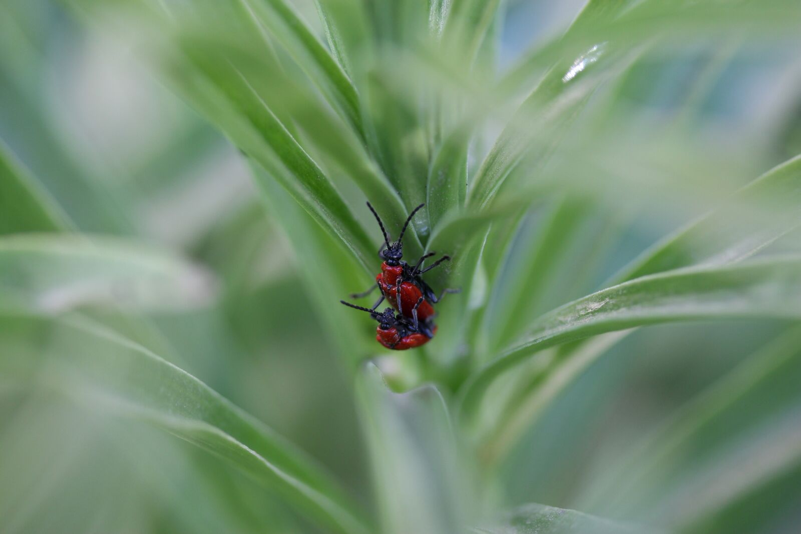 Canon EF-S 60mm F2.8 Macro USM sample photo. Insecta, red, pair photography
