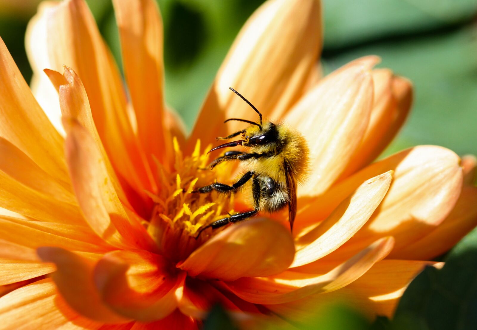 Canon EF-S 60mm F2.8 Macro USM sample photo. Nature, flower, animal photography
