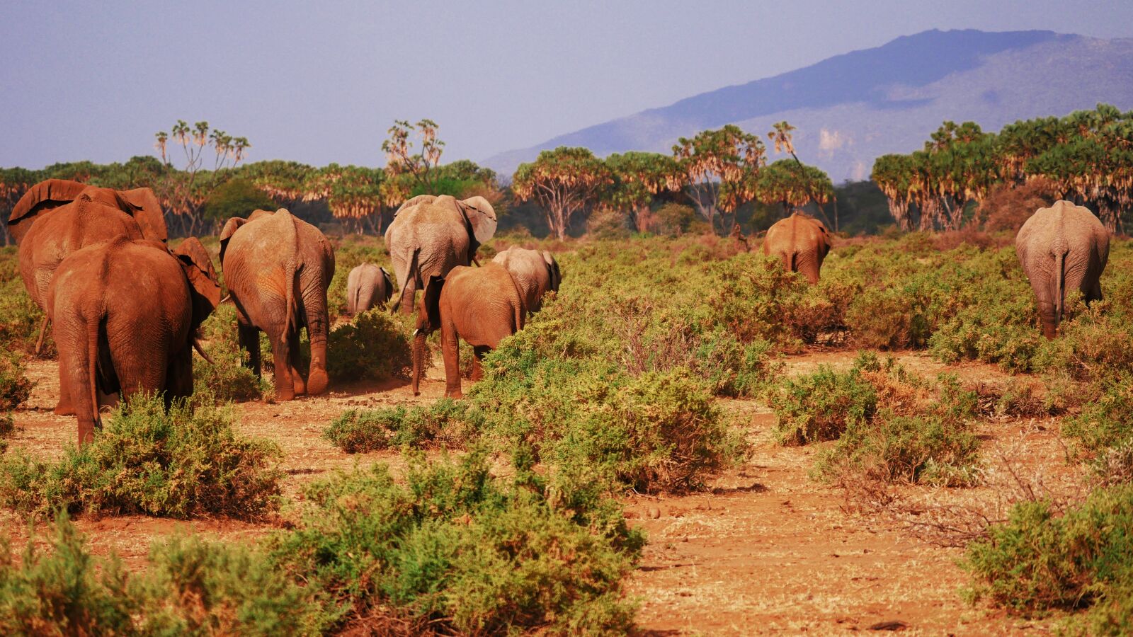 Panasonic Lumix DMC-GX8 sample photo. Elephant, flock, savannah photography
