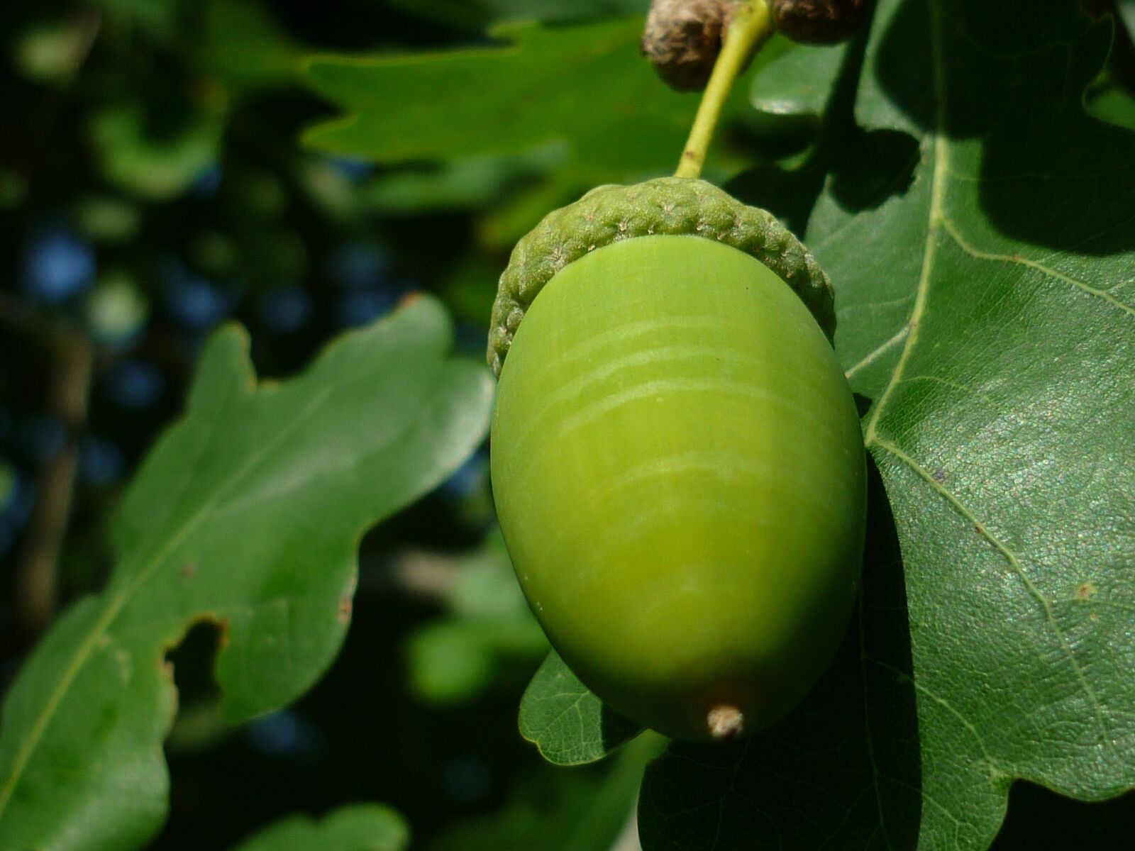 Panasonic Lumix DMC-FS6 sample photo. Acorn, tree fruit, tree photography