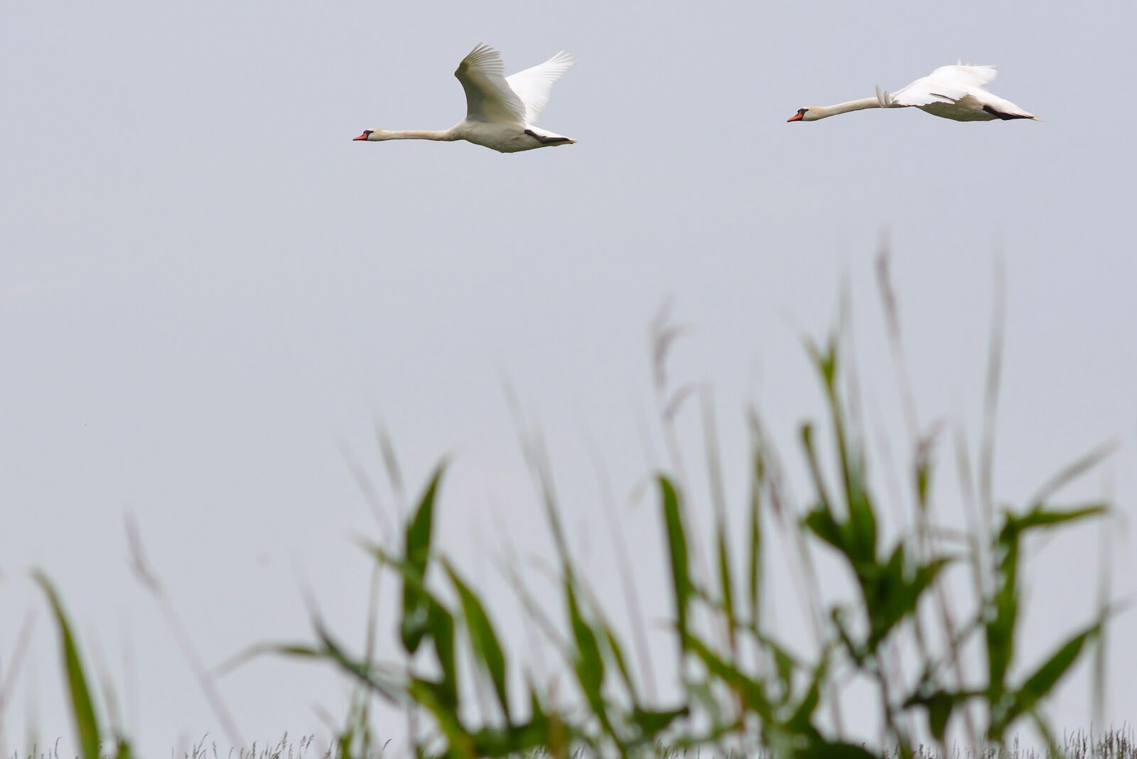 Nikon D5200 sample photo. Nature, bird, animal world photography