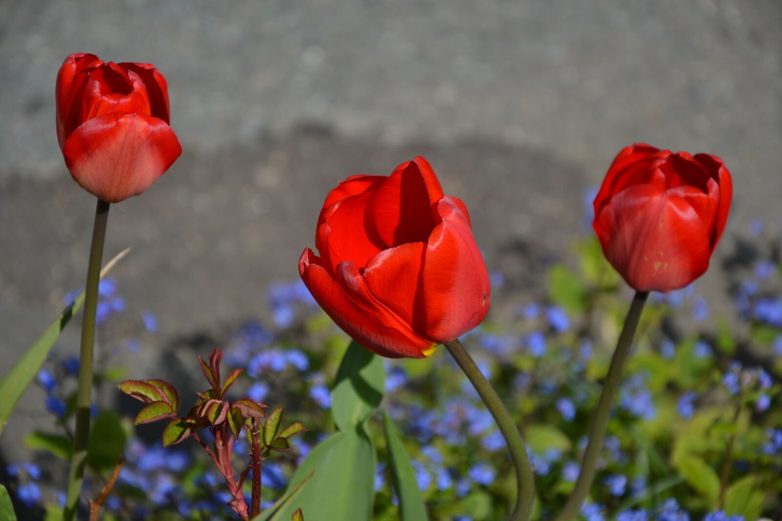 Nikon D3100 sample photo. Flower, nature, plant photography