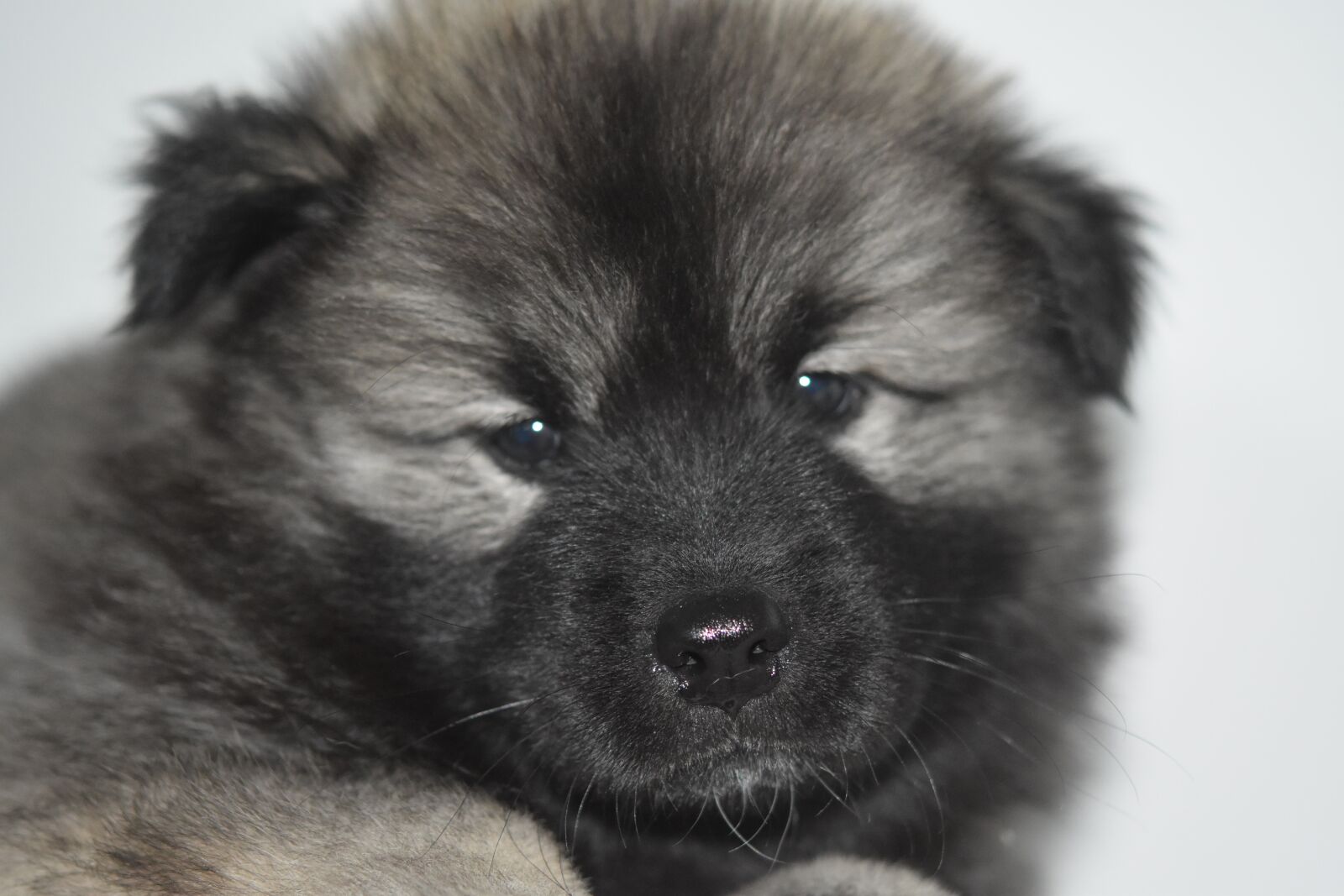 Nikon D5600 sample photo. Dog, puppy, dog portrait photography