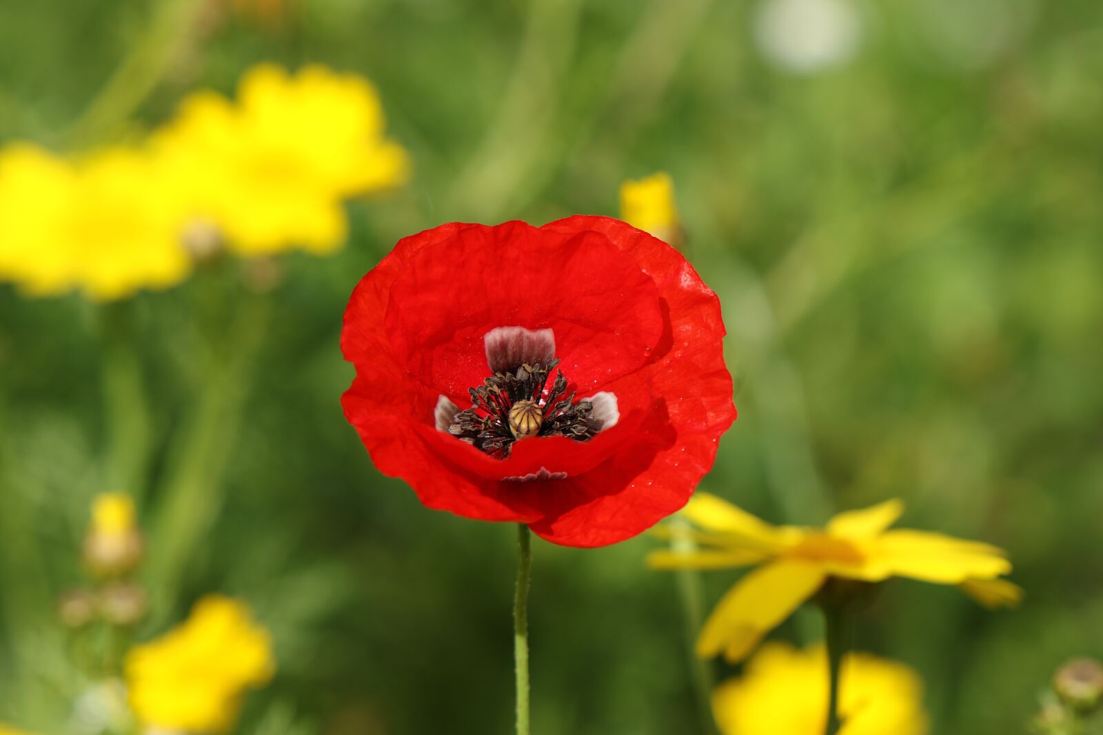 Canon EOS 7D Mark II sample photo. Poppy, meadow, field photography