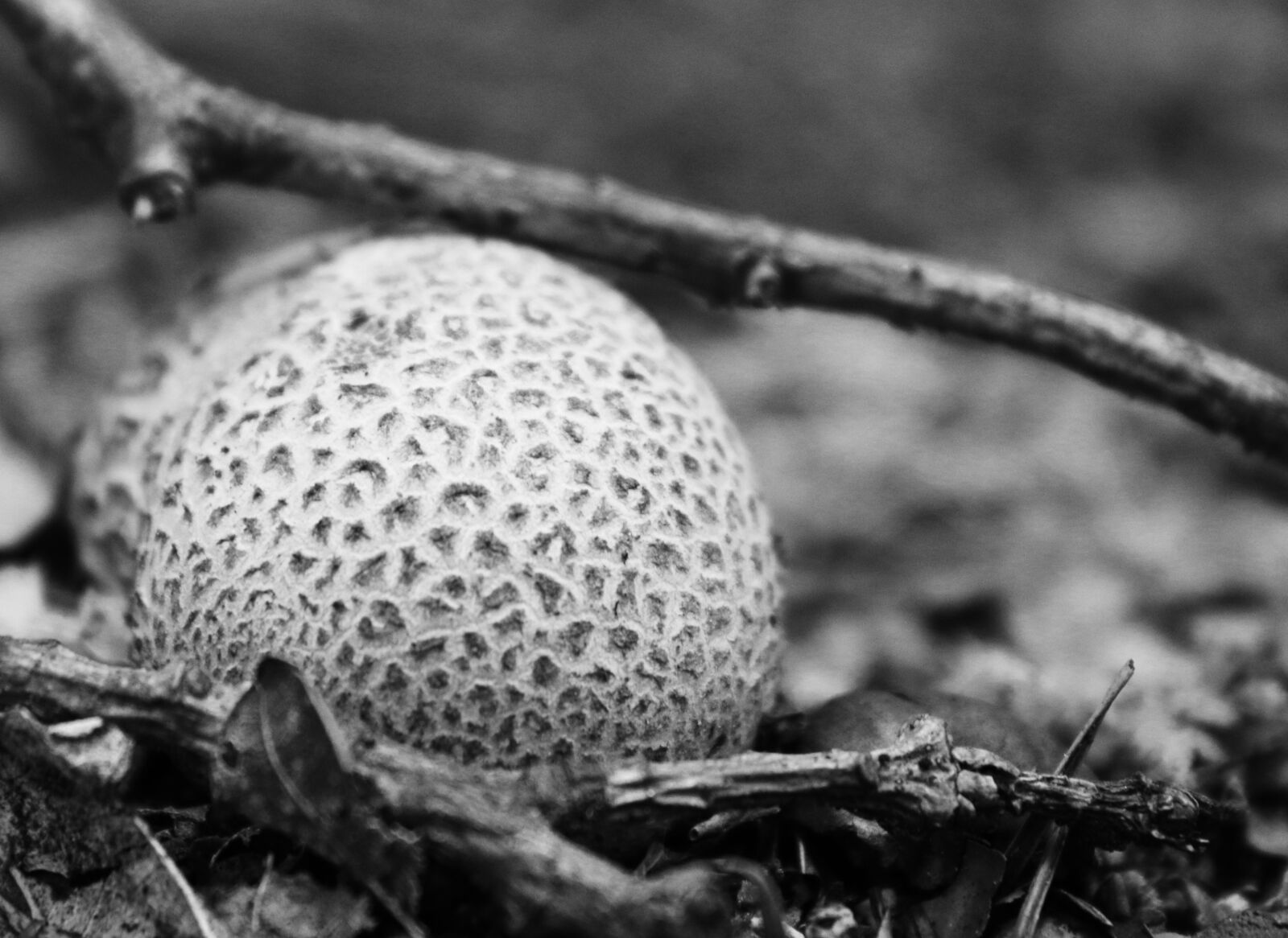 Canon EOS 70D sample photo. Bovist, mushroom, mushroom dust photography