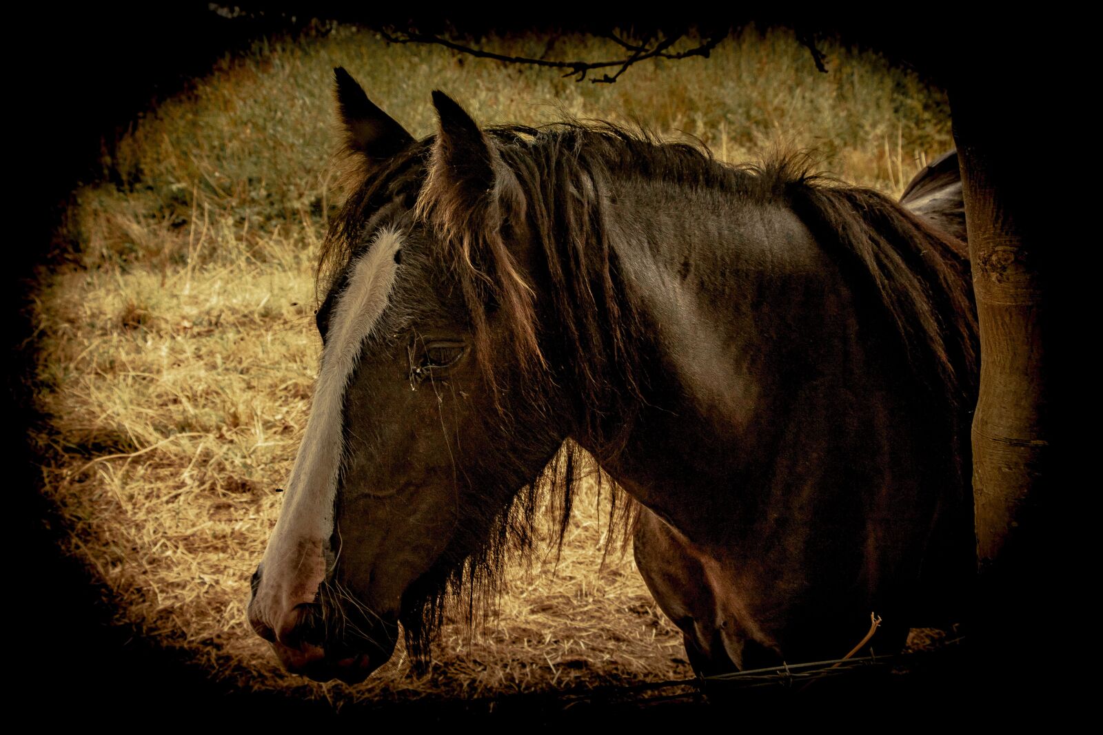 Canon EOS 7D Mark II sample photo. Horses, animals, stables photography