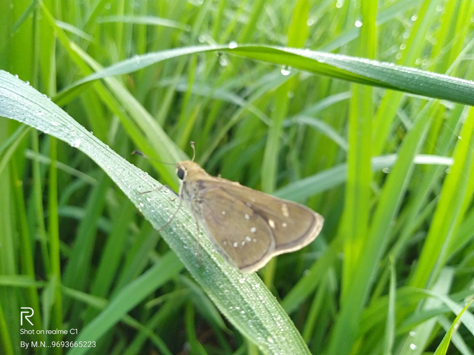 OPPO Realme C1 sample photo. Nature, green, butterfly photography