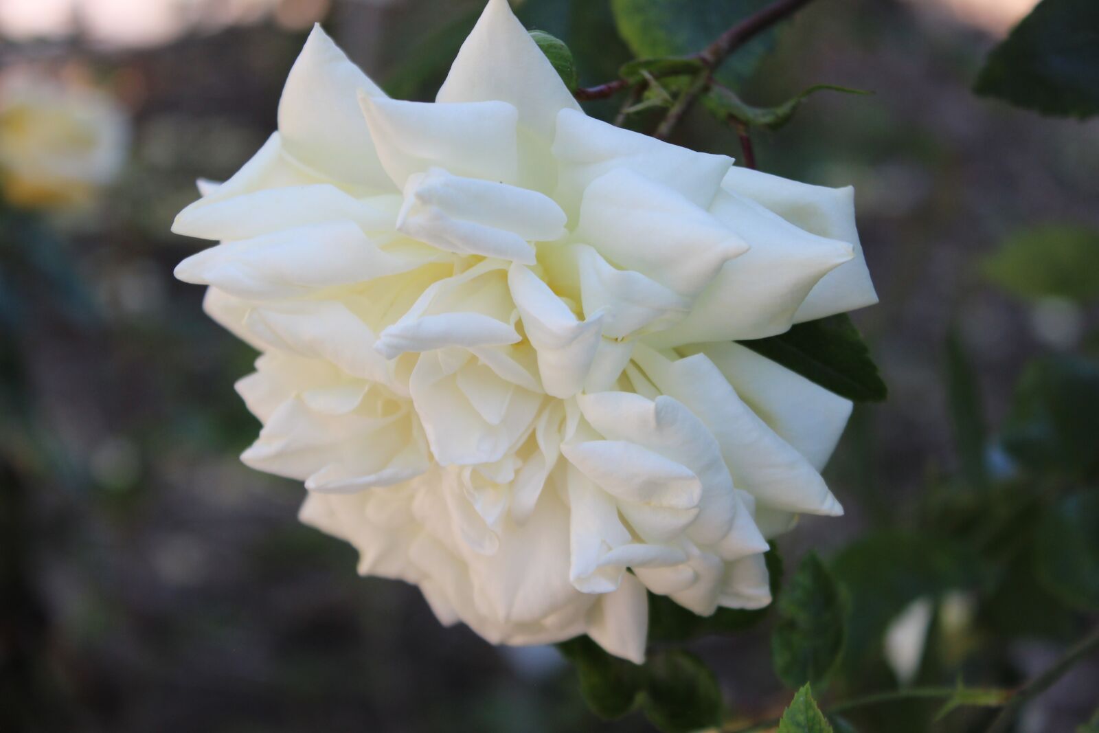 Canon EOS 600D (Rebel EOS T3i / EOS Kiss X5) sample photo. Rose, white, wedding photography