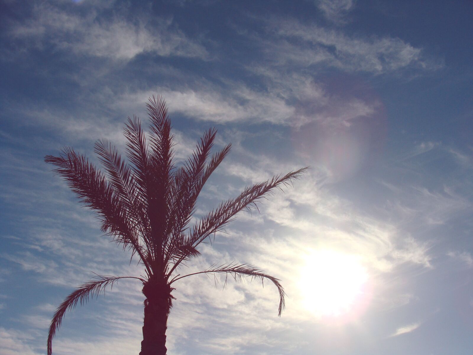 Sony Cyber-shot DSC-H10 sample photo. Clouds, palm tree, sky photography