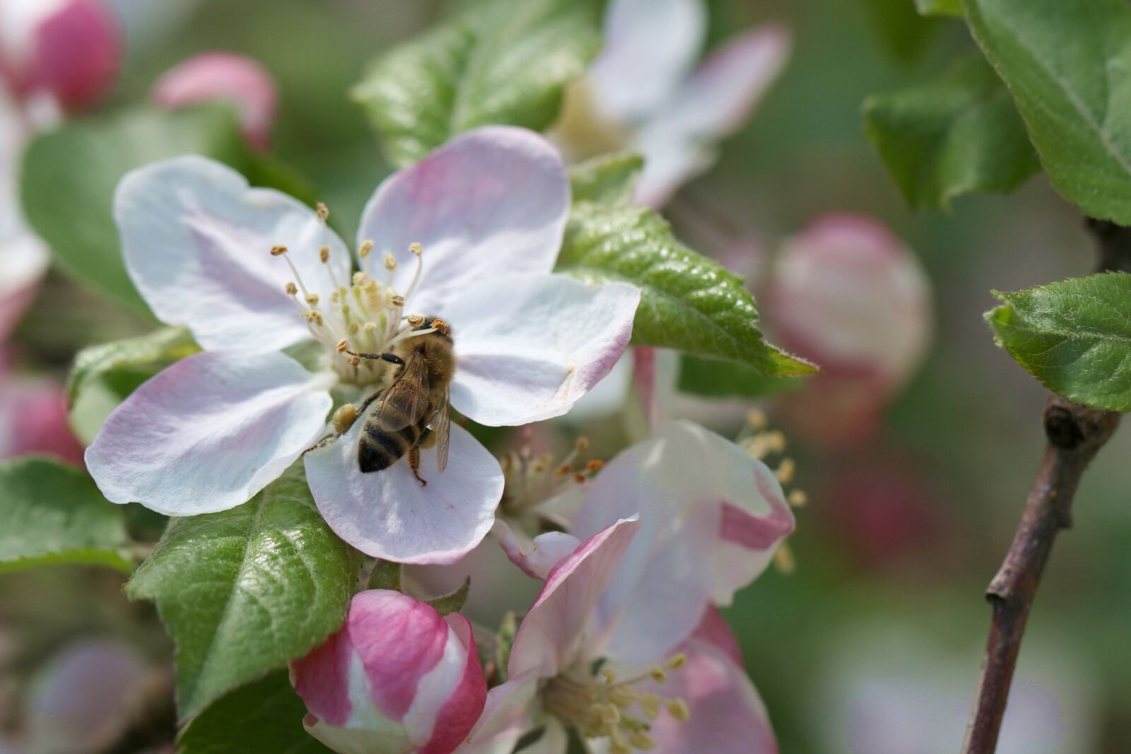 Canon EOS 7D Mark II sample photo. Bee, apple, pollination photography