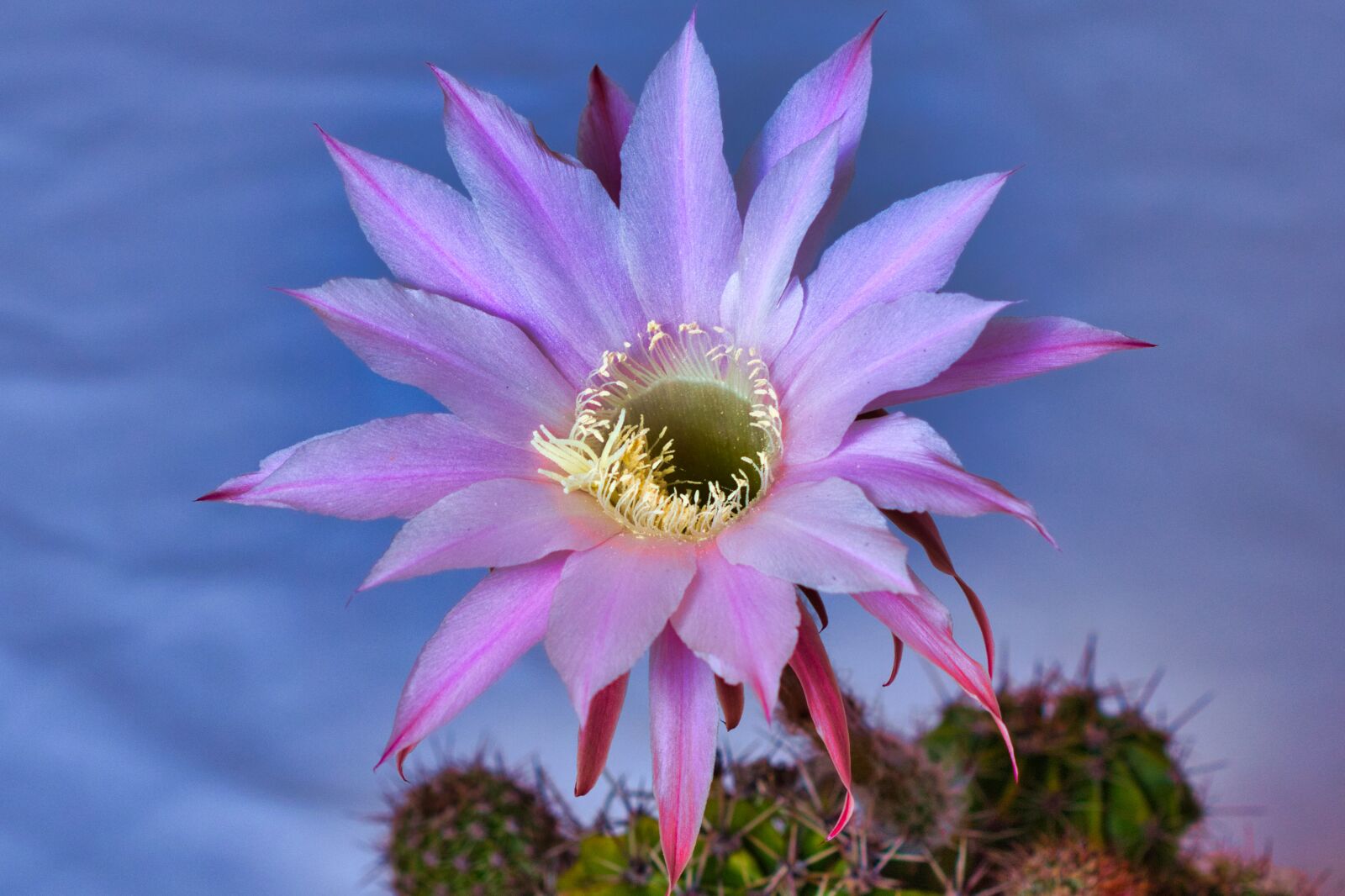 Canon EF 100mm F2.8 Macro USM sample photo. Cactus, flower, desert photography
