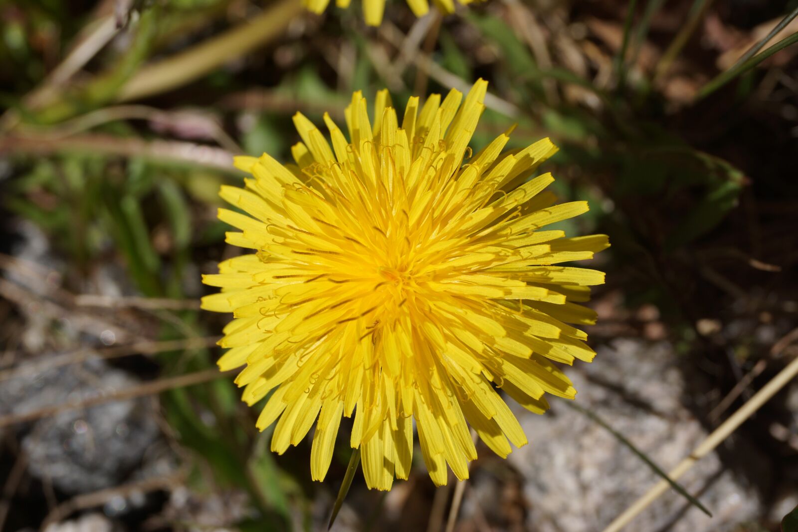 Sony SLT-A65 (SLT-A65V) + Sony DT 18-55mm F3.5-5.6 SAM sample photo. Dandelion, flower, weeds photography