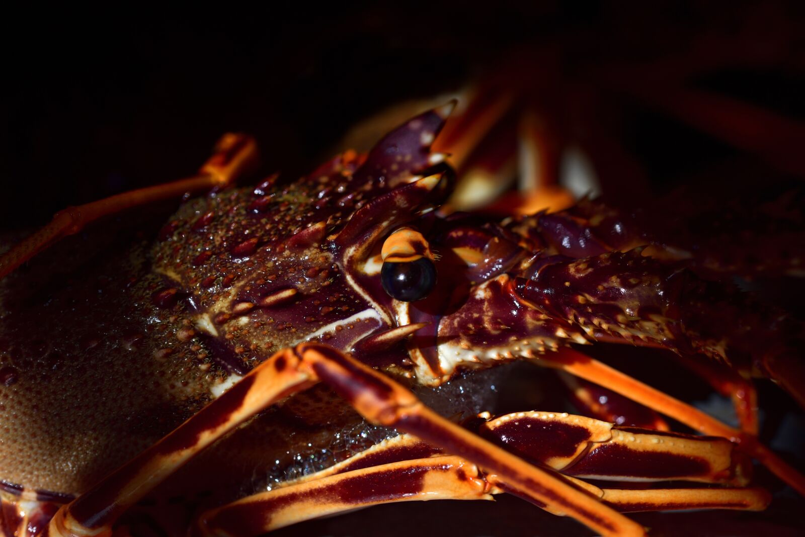 Nikon D750 sample photo. Crawfish, eat, food photography