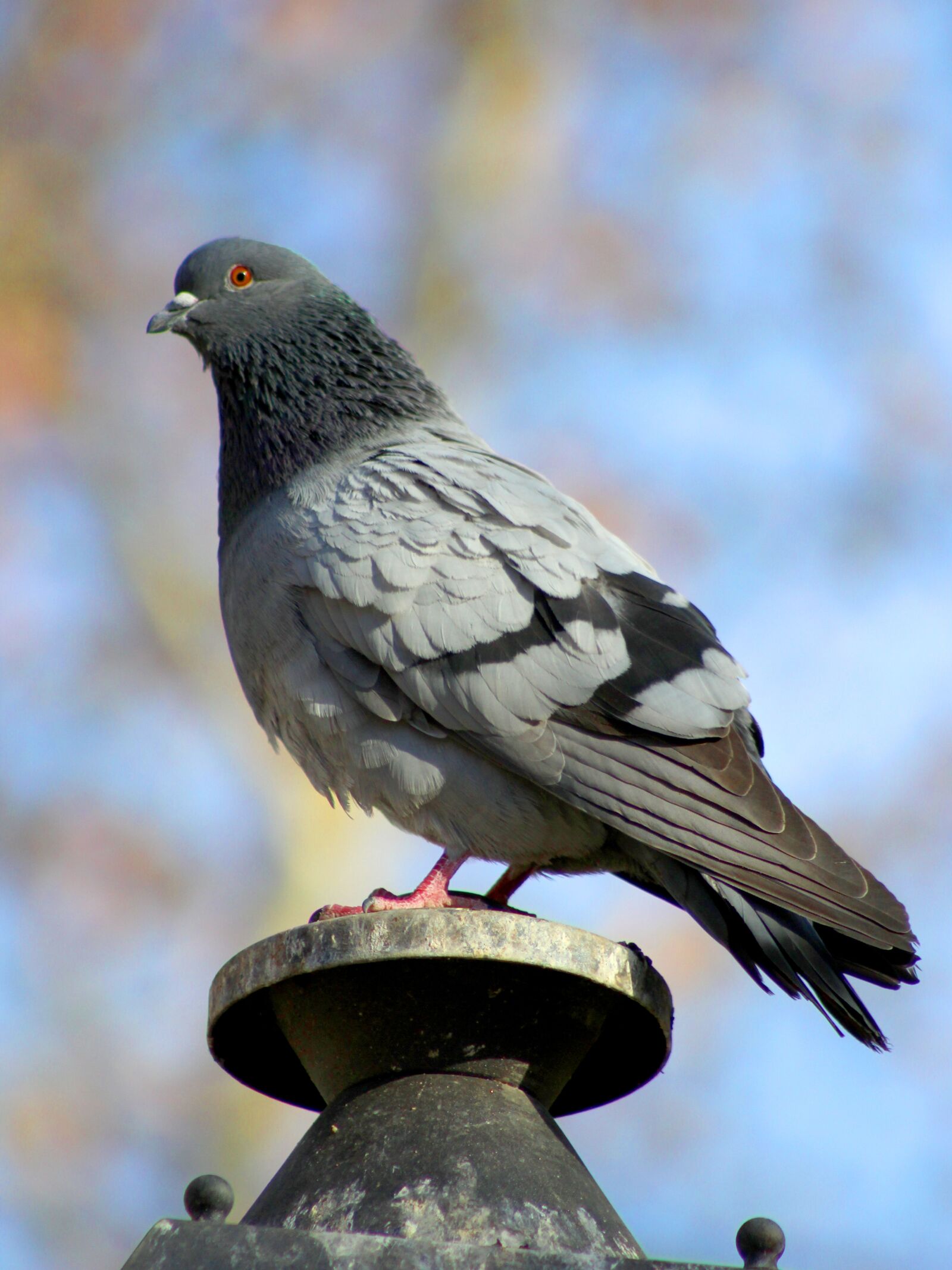 Canon EF 75-300mm f/4-5.6 sample photo. Paloma, park, ave photography