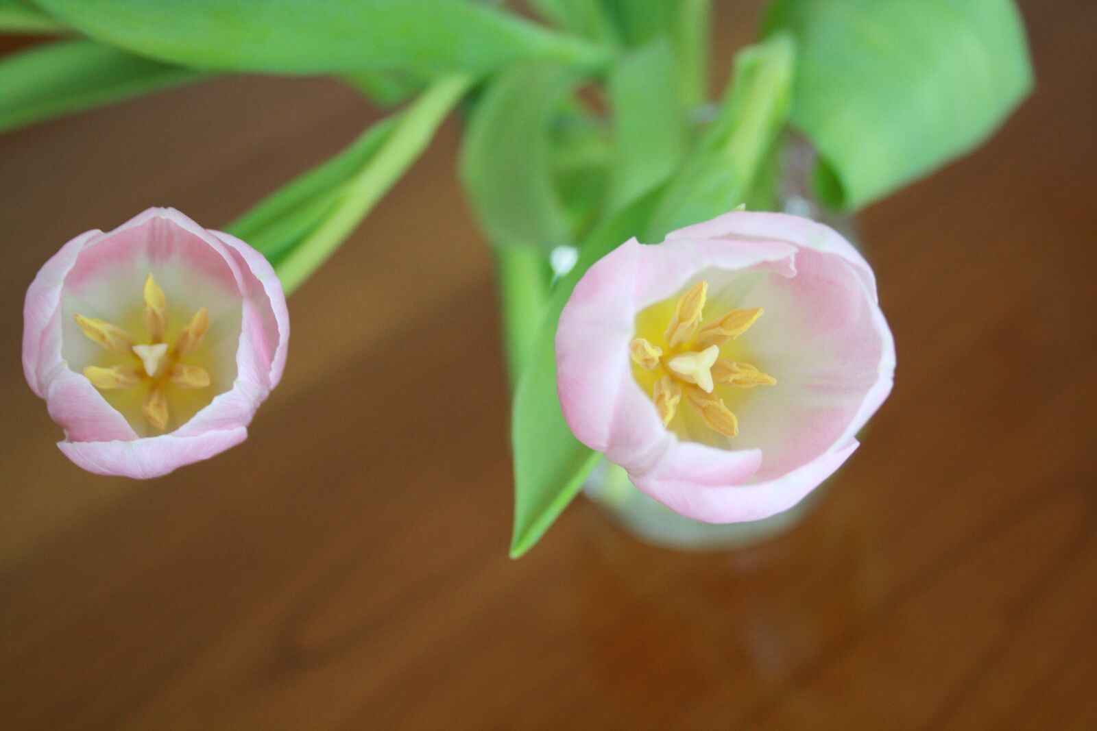 Canon EOS 1000D (EOS Digital Rebel XS / EOS Kiss F) sample photo. Flowers, plant, pink flower photography