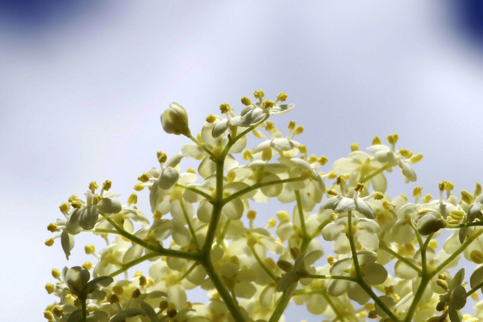 Pentax K-S2 sample photo. Black, flowers, cream photography
