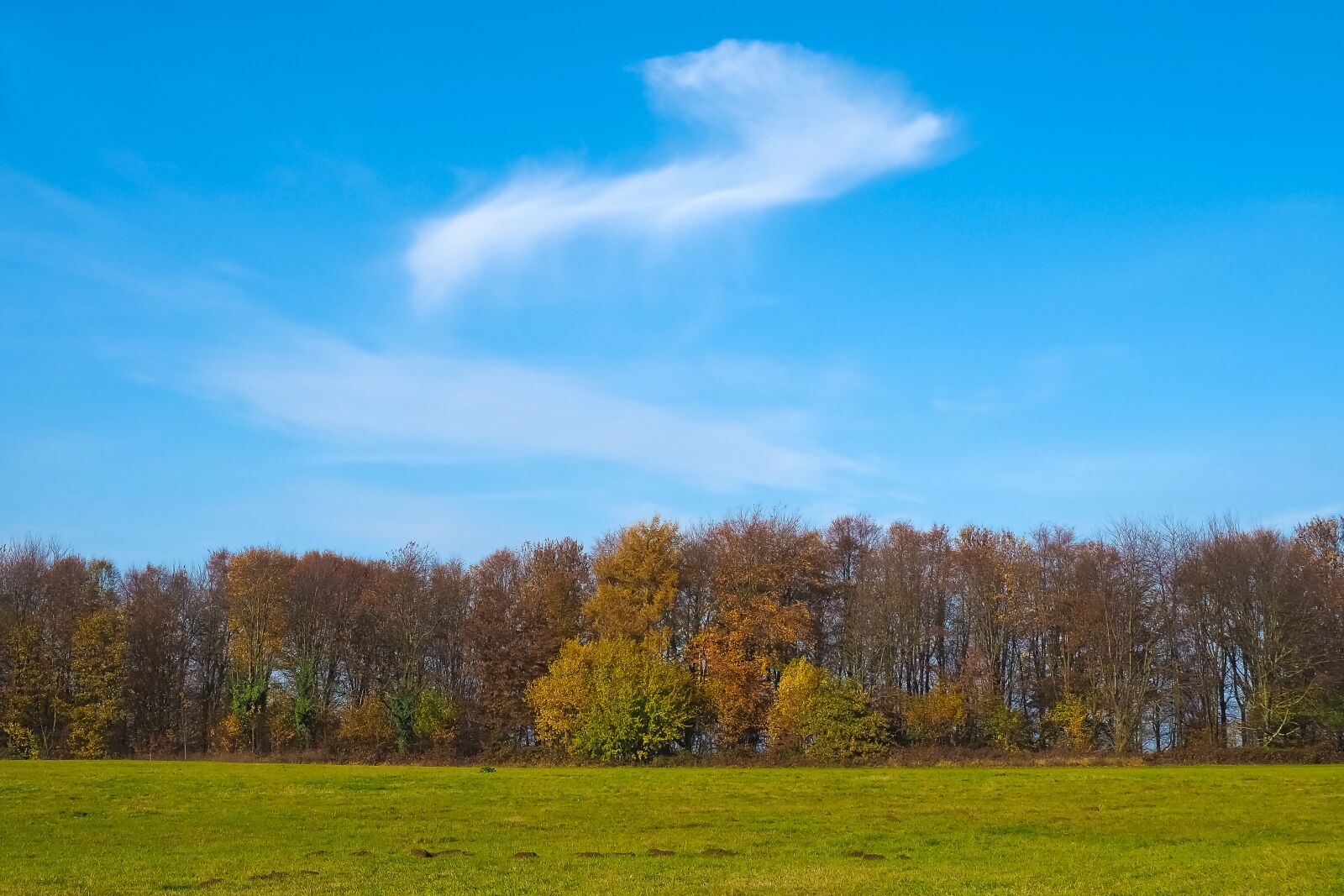 Olympus OM-D E-M10 sample photo. Autumn, nature, trees photography