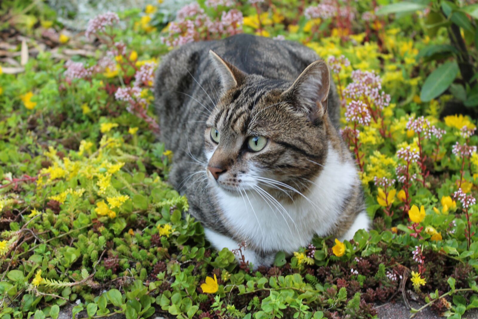 Canon EOS 1100D (EOS Rebel T3 / EOS Kiss X50) sample photo. Cat, domestic cat, mieze photography