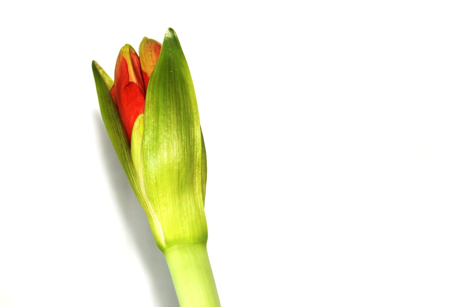 Canon EOS R sample photo. Amaryllis, flower, bud photography