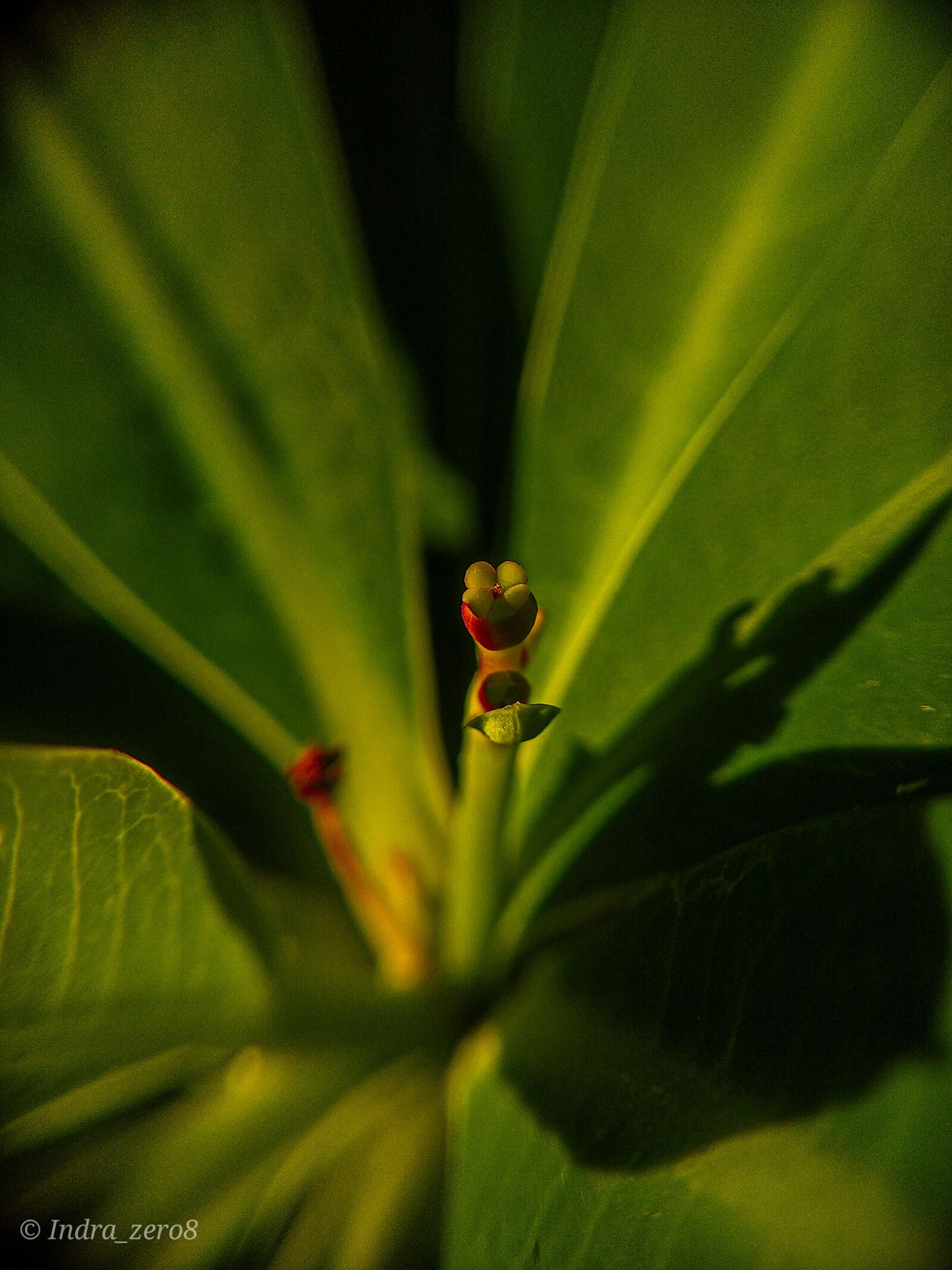Xiaomi Mi A1 sample photo. Plant, flower, light photography