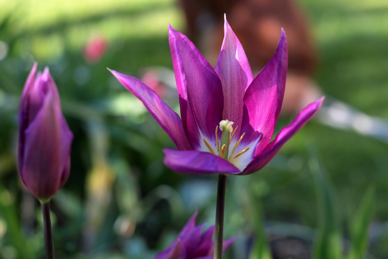 Canon EOS 7D Mark II sample photo. Tulipa purple dream, tulip photography