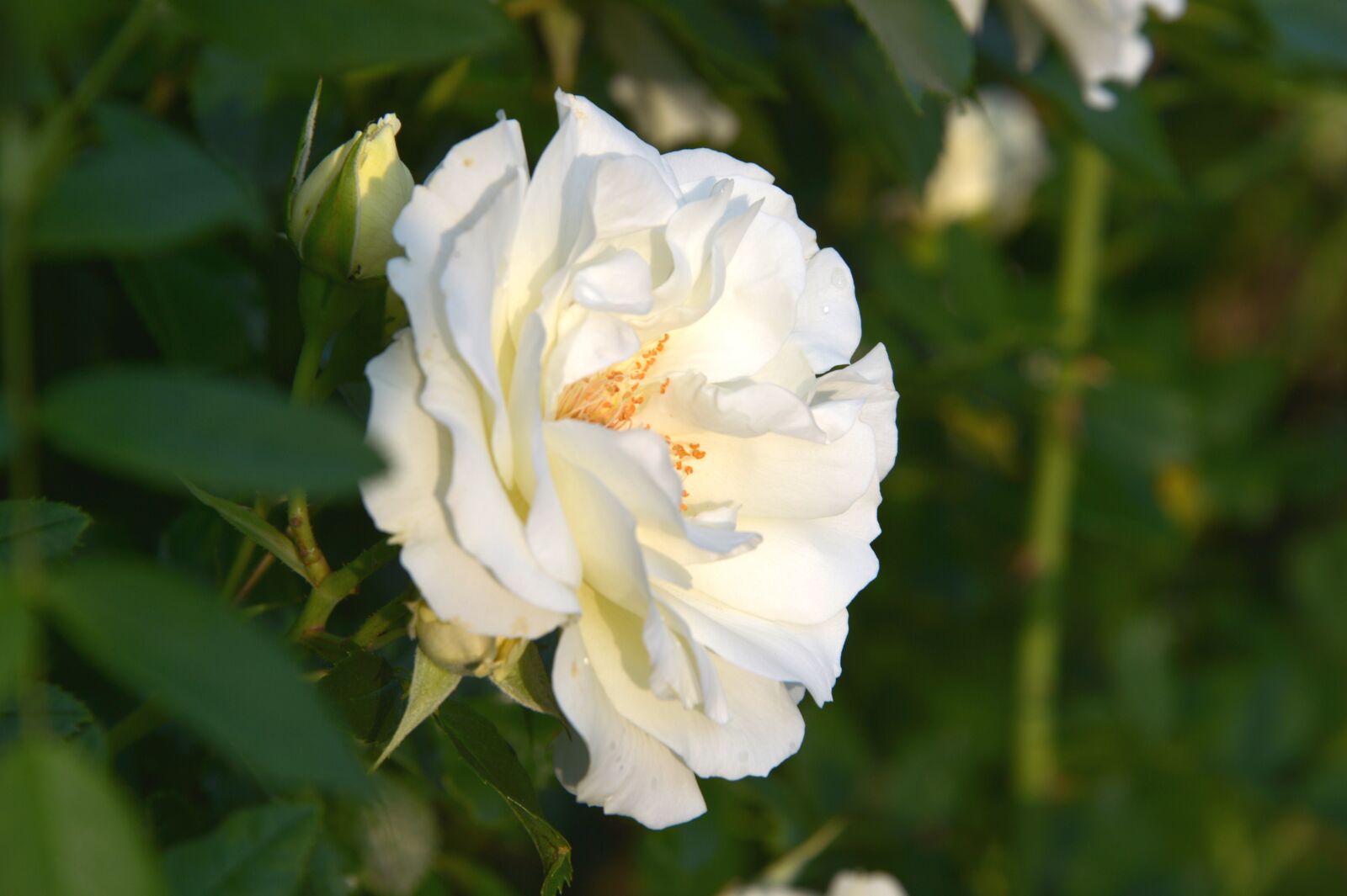 Nikon Df sample photo. Inner wheel rose, inner photography