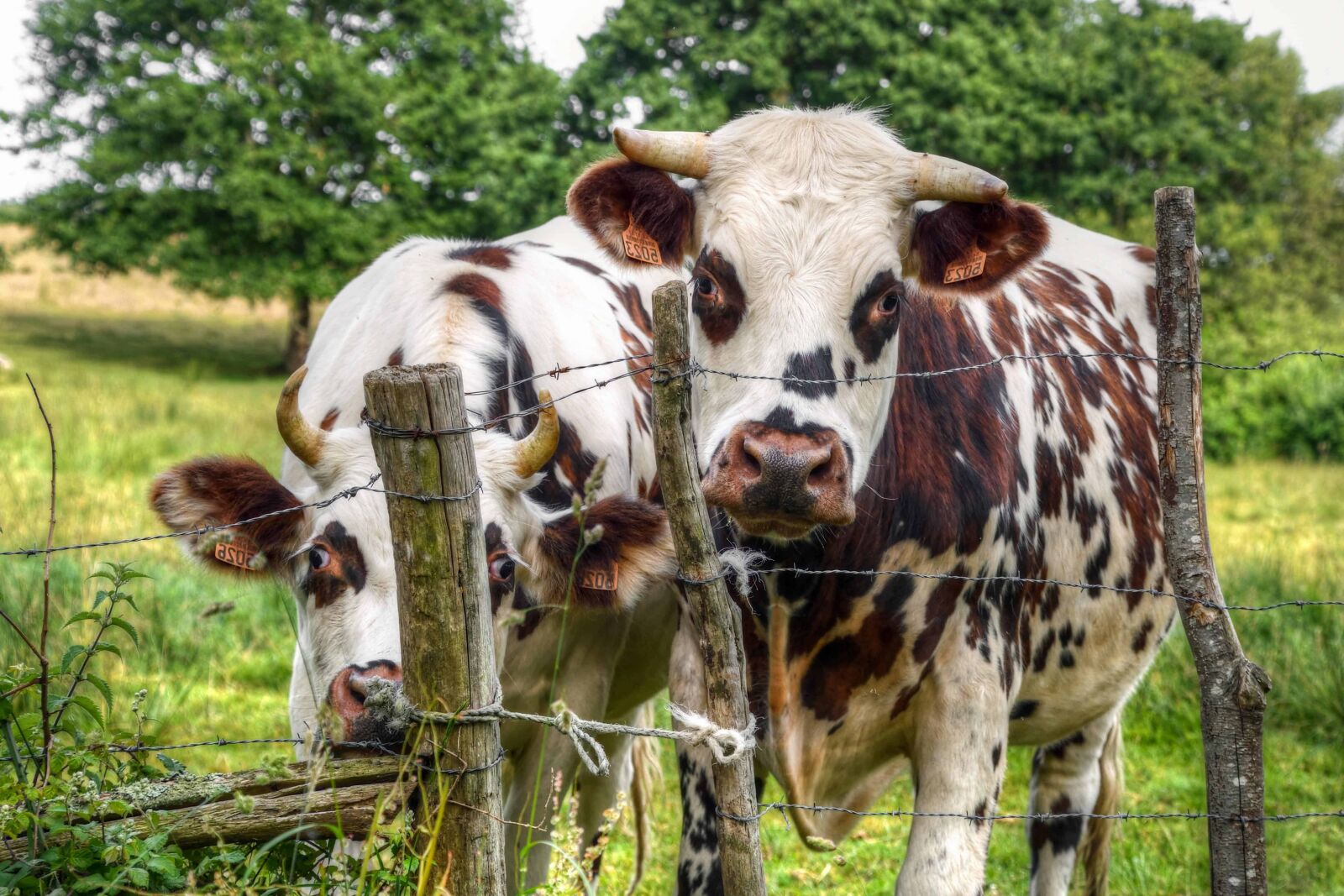 Nikon D500 sample photo. Cattle, livestock, agriculture, grass photography
