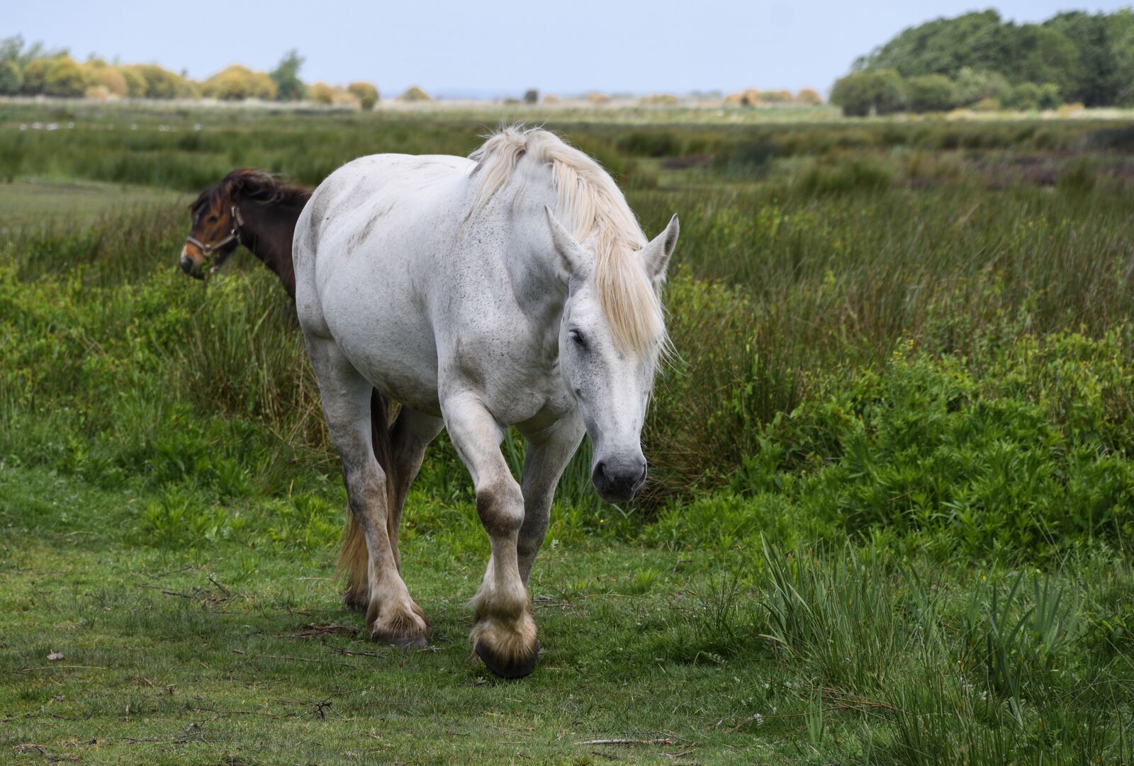 Nikon D500 sample photo. Horse, white, marsh photography