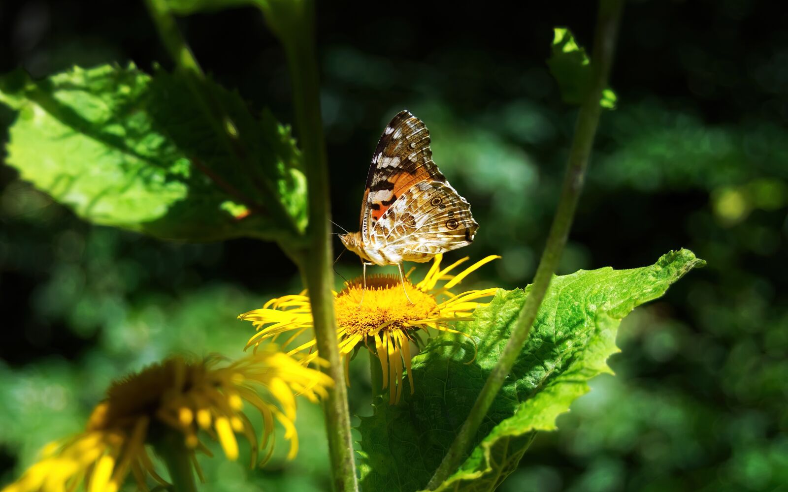 Nikon D5100 sample photo. Butterfly, wings, colors photography